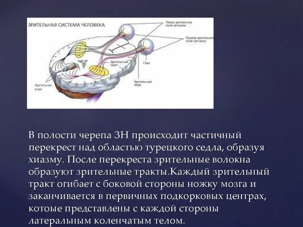 Зрительный нерв образован. Турецкое седло зрительный нерв. Зрительный нерв ,хиазма анатомия. Перекрест волокон зрительного нерва. Турецкое седло зрительный Перекрест.