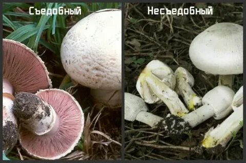 Как распознать шампиньоны