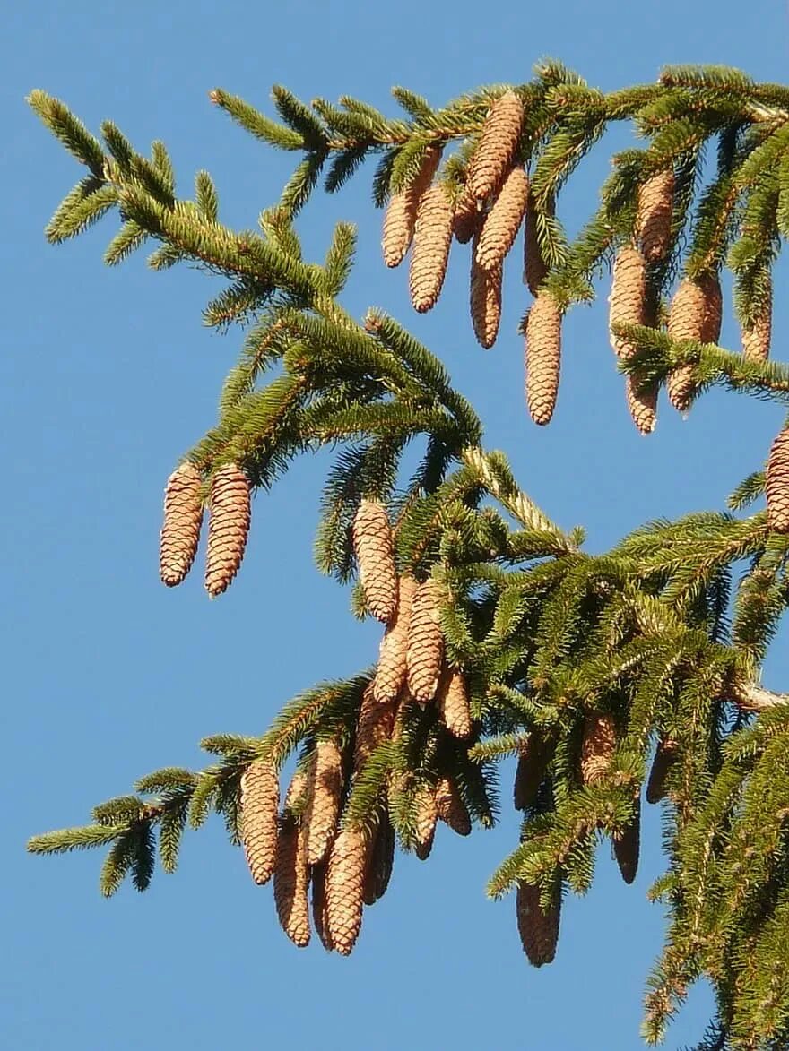 Picea Abies шишки. Ель обыкновенная хвоя. Ель обыкновенная Гилл. Ель обыкновенная хвоинки.