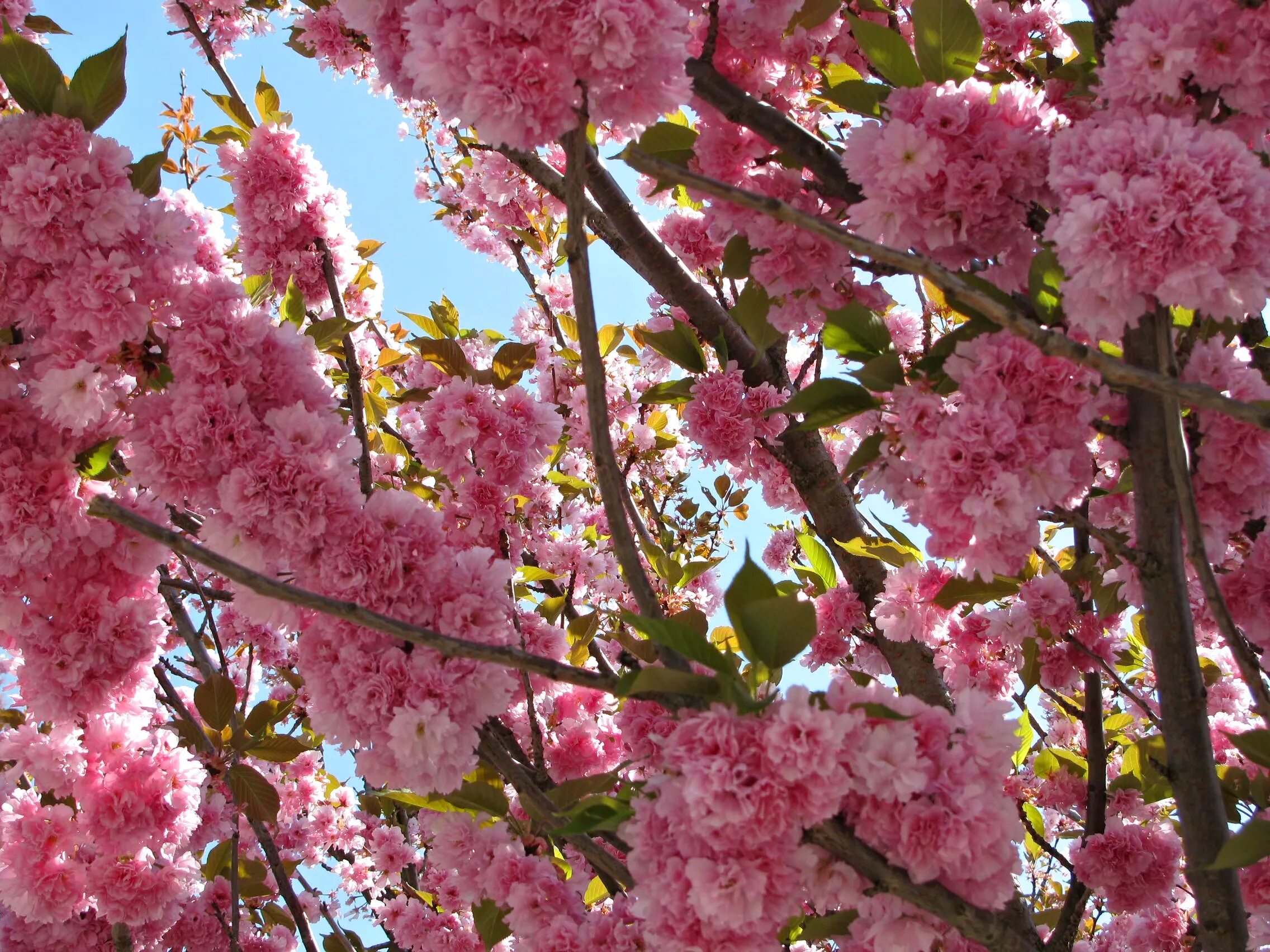 Big blossom. Дерево вишня розовоцветущая. Pink черри блоссом дерево деревья. Сакура кустарник. Дальневосточная вишня цветение.