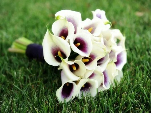 Калла каптейн промис. Зантедеския. Калла блэк айд бьюти. Zantedeschia aethiopica. Калла cameo.