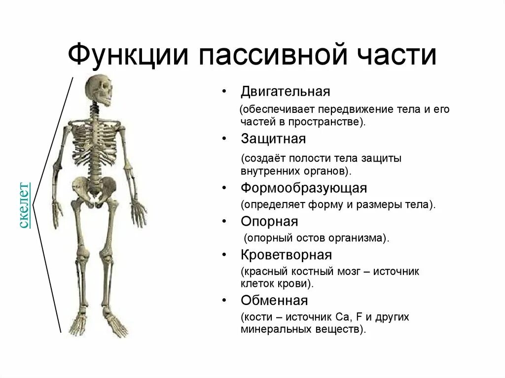 Функции пассивной части Ода. Функции пассивной части скелета. Активная часть и пассивная часть скелета. Строение пассивной части двигательного аппарата человека. Что определяет скелет