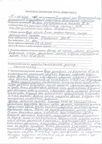 Заключение о вскрытии. Оформление протокола вскрытия. Протокол патологоанатомического вскрытия коровы. Протокол вскрытия трупа животного теленка. Протокол вскрытия теленка.