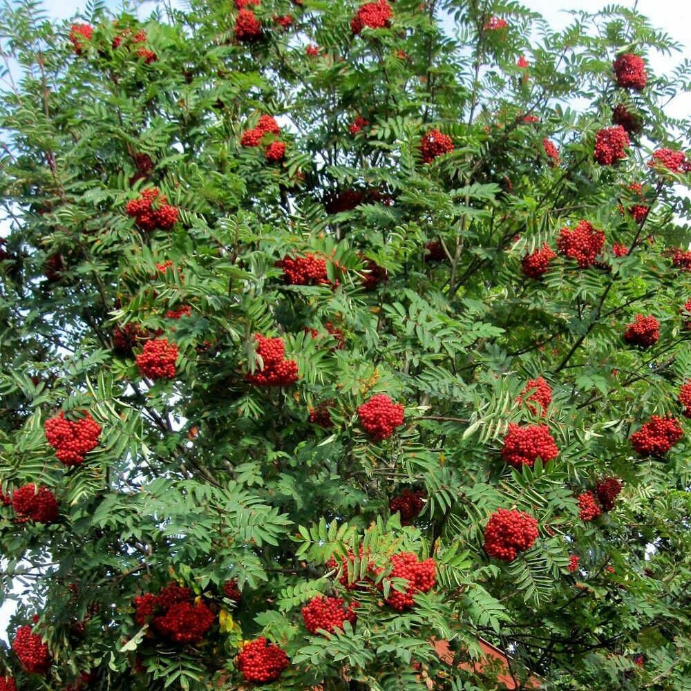 Рябина красная дерево. Рябина обыкновенная Sorbus aucuparia. Рябина обыкновенная (Sorbus aucuparia l.). Рябина обыкновенная с10. Рябина обыкновенная Невежинская.