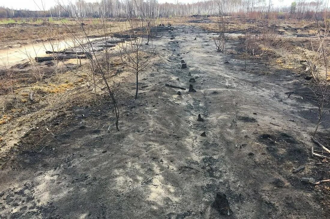 Болото зачастую является необходимым элементом природного. Осушенное болото. земля после пожара. осушение болот. пересохшее болото.