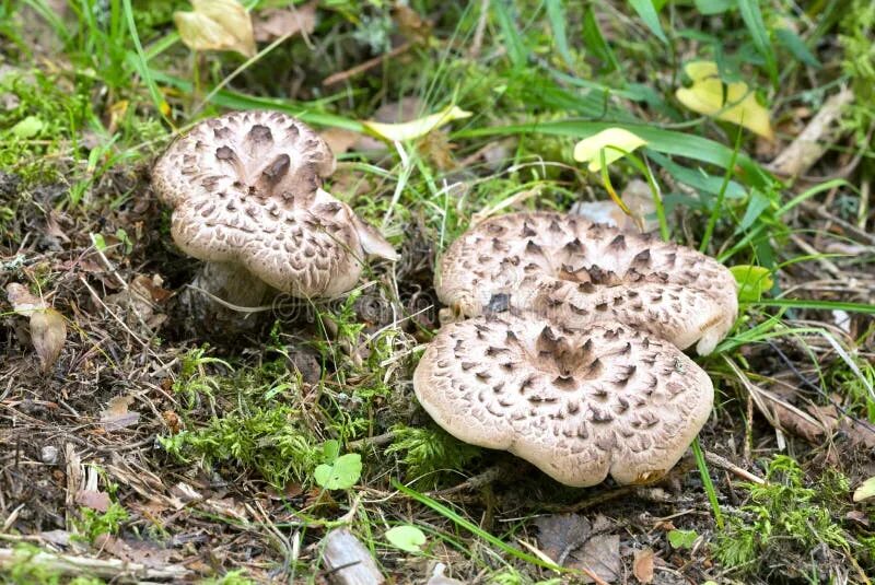 Ежовик черепитчатый. Ежовик кирпичный гриб. Ежовик пестрый sarcodon imbricatus. Ежовик гриб. Грибы ежовик жёлтый.