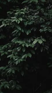 Dark plant