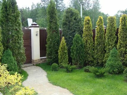 Сосны туи