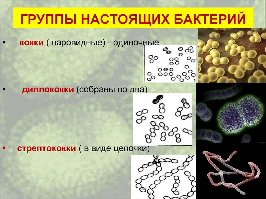 Бактерии примеры 7. Шаровидные бактерии кокки рисунок. Группы бактерий 5 класс биология кокки. Строение кокковидных бактерий. Бактерий диплококки что такое кокки.