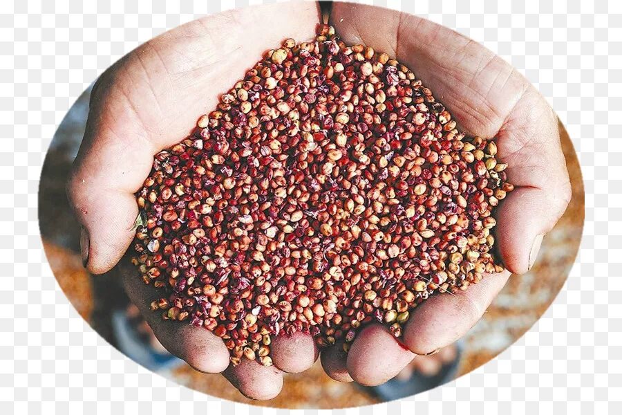 зерновое сорго крупа. сорго семена. зерновка сорго. сорго зерновое семена. сорго злаки.