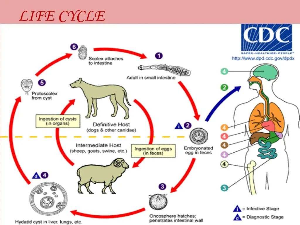 Аскарида человеческая основной и промежуточный хозяин. Echinococcus granulosus жизненный цикл. Эхинококк жизненный цикл. Альвеококк жизненный цикл. Жизненный цикл эхинококка схема.