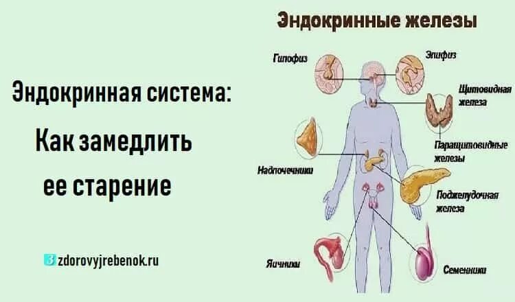 Эндокринная система система человека. Эндокринные железы человека схема. Эндокринная система пожилого и старческого возраста. Изменения эндокринной системы у пожилых.