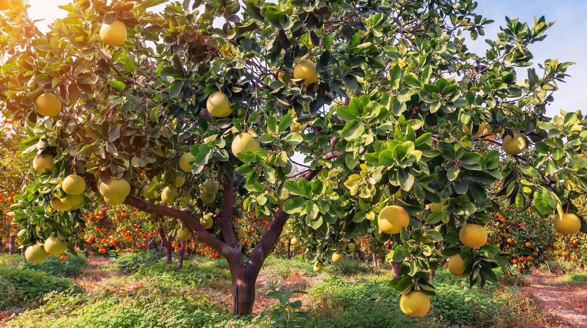 помело растет на дереве или на земле. памела дерево. помело растет на дереве или на земле. плантации помело. куст помело.