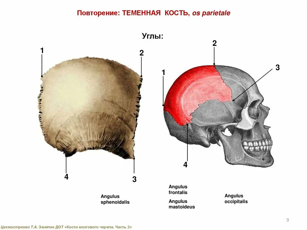 Теменные кости черепа. Теменная кость (os parietale). Теменная кость черепа. Третья задняя теменная кость.