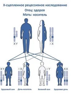 Как гены передаются от родителей к детям
