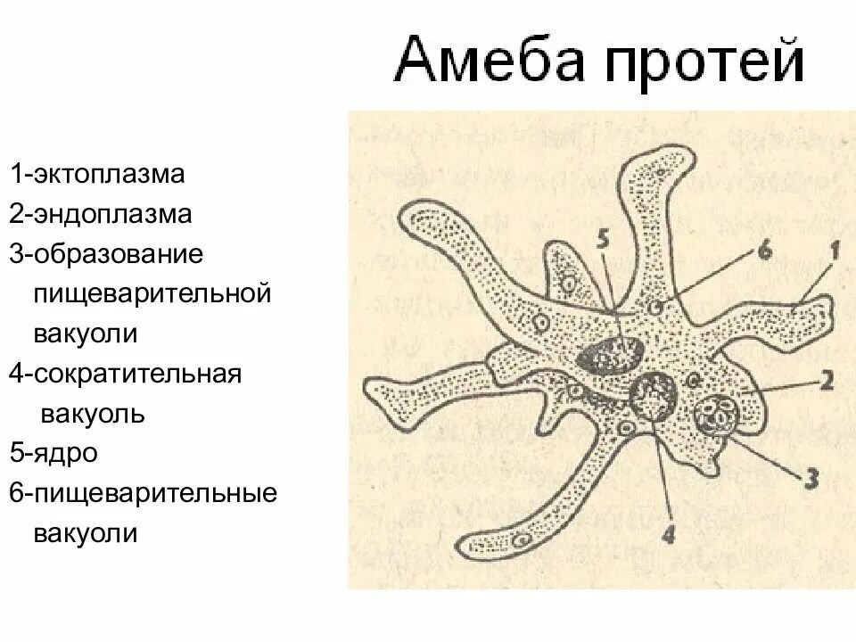 Амеба обыкновенная прокариот. Амёба протей и обыкновенная амёба. строение амебы протей. амеба протей биология 7 класс. амеба протеус строение.