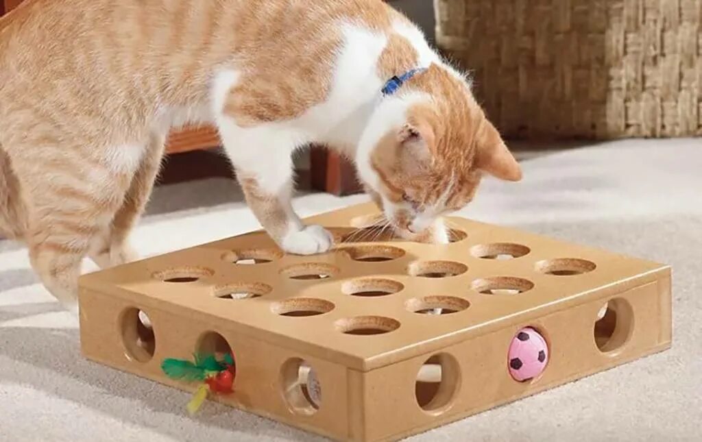 Play cat games