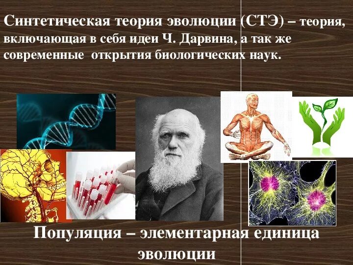 Эволюционная биология это. Синтетическая теория эволюции 9 класс биология. Синтетическая теория эволюции презентация 9 класс биология. Современная теория эволюции. Современная синтетическая теория эволюции.