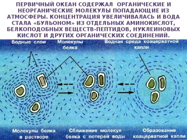 Образование тины. Коацерватные капли Опарина. Возникновение жизни на земле коацерваты. Теория коацерватных капель Опарина. Схема образования коацерватных капель.