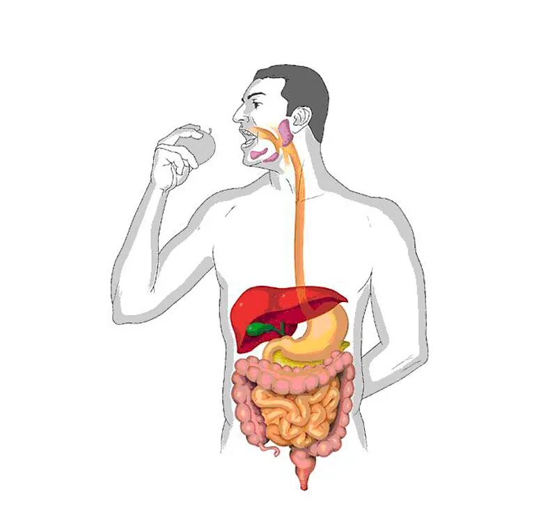 Изменение пищи в пищеварительной системе. Пищеварение. Переваривание пищи. Система пищеварения человека.