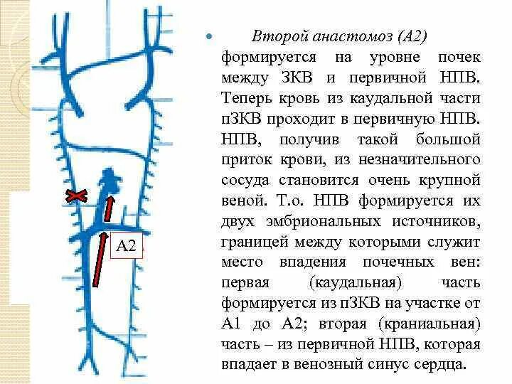 Две нижних полых вены. Формирование нижней полой вены. Анастомозы нижней полой вены. Развитие вен в онтогенезе. Формирование верхней полой вены.