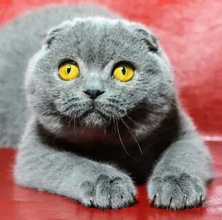 Вислоухие коты стоят