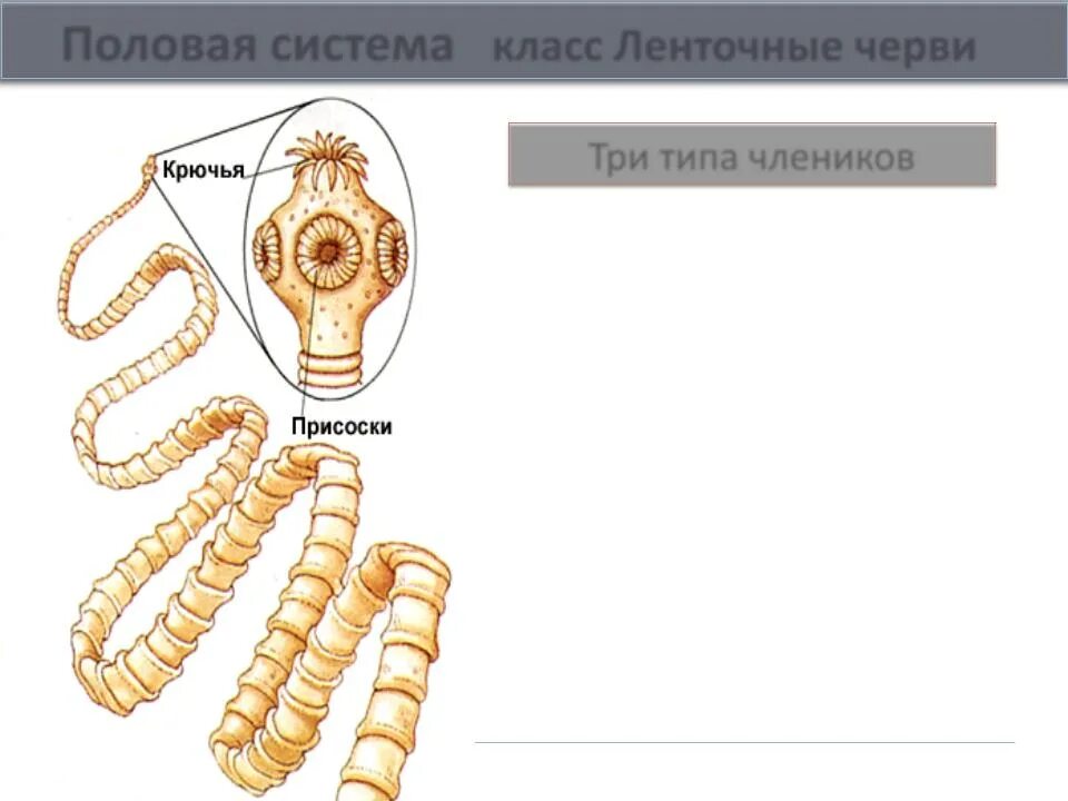 Дыхательная система ленточных червей. Стробила у ленточных червей это. Половая система ленточного червя. Общая характеристика ленточных червей. Пищеварительная система ленточного червя.