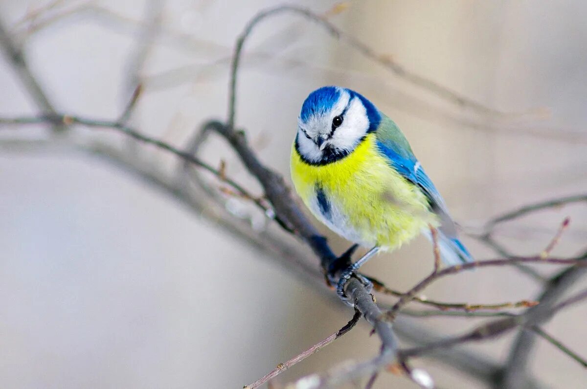 Обыкновенная лазоревка (cyanistes caeruleus). Синичка с голубой шапочкой как называется. Лазоревка. Обыкновенная лазоревка. Обыкновенная лазоревка и синица.
