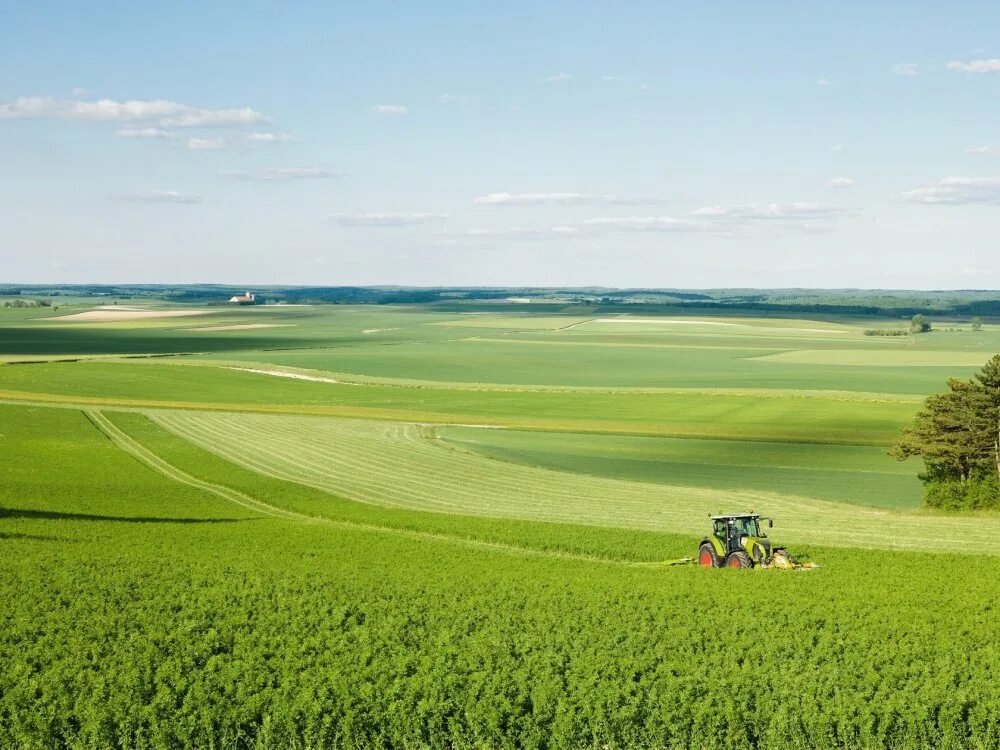 Поле пшеницы. Красивое поле. Что напоминает поле. Поля украины. Белорусские поля.
