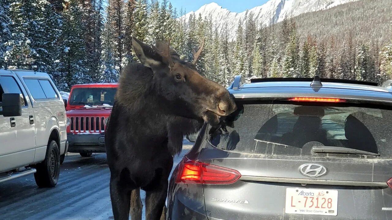 Лось ушел зато рядом раздавался. Шутки про лося. В. Лось мем. Лось ушел зато рядом раздавался.