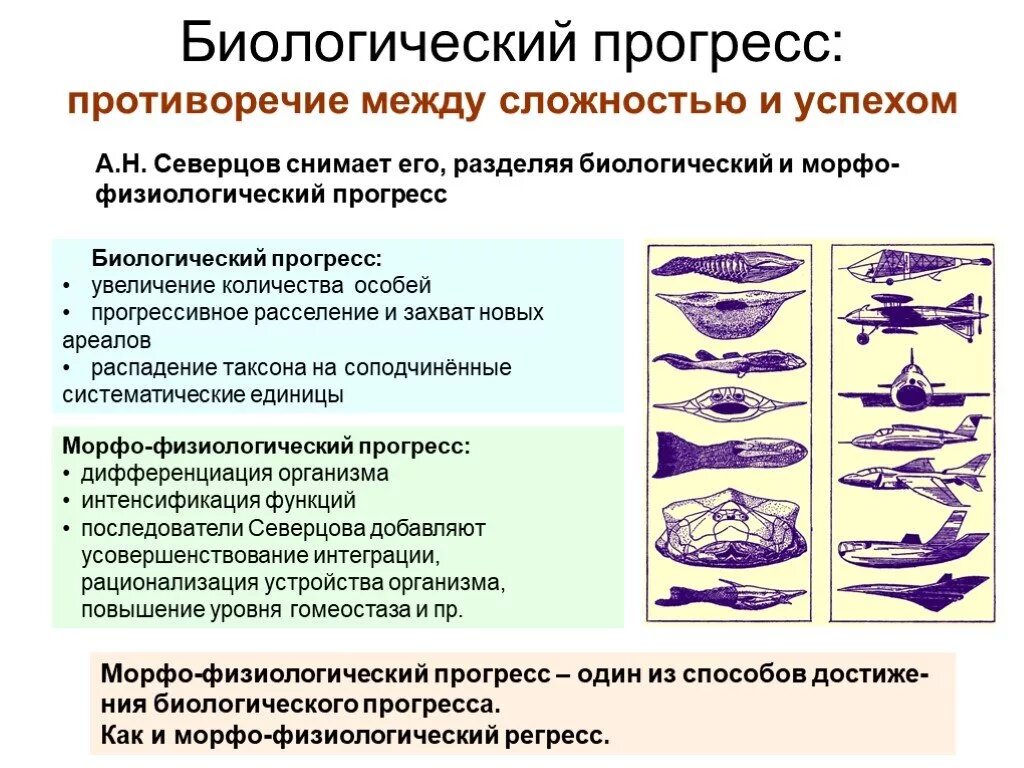 Биологический прогресс связан с. Биологический Прогресс. Биологические прогрэс. Макроэволюция биологический Прогресс. Биологический Прогресс это в биологии.