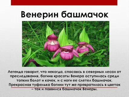 Венерин башмачок кратко