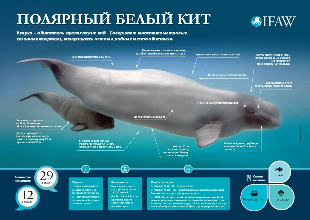 Самый большой кит размеры и вес. Какого размера белый кит. Белый кит Размеры. Синий кит Размеры. Сколько весит синий кит.