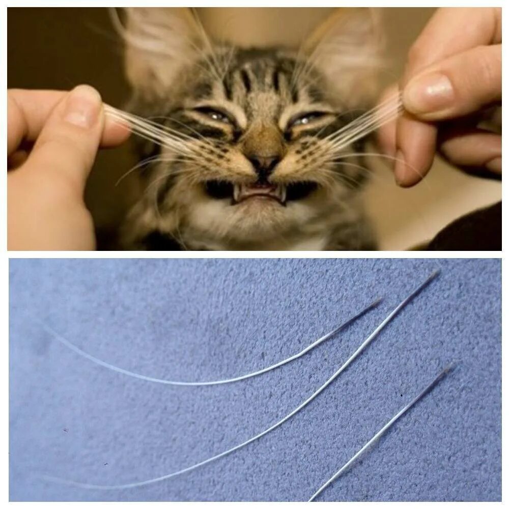 Делаем кошке усы. Усы кота. кошачьи вибриссы. вибриссы у кошек. отстриженные кошачьи усы.