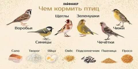 Чем подкормить воробья зимой