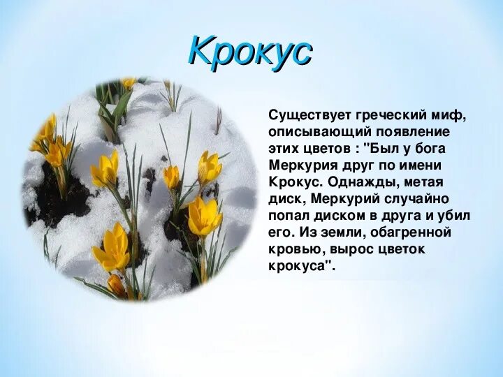 Предсказания о крокусе. Мифы о цветах. Легенды о цветах для детей. Мифы о цветах для детей. Легенда отвесенних цветах.