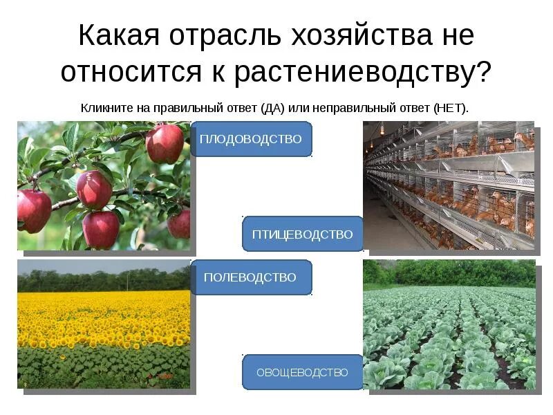 Отрасли растениеводства. Сельскохозяйственные культуры. Ответ растениеводства. Агропромышленный комплекс россии апк 9 класс. Зерновые и технические культуры.