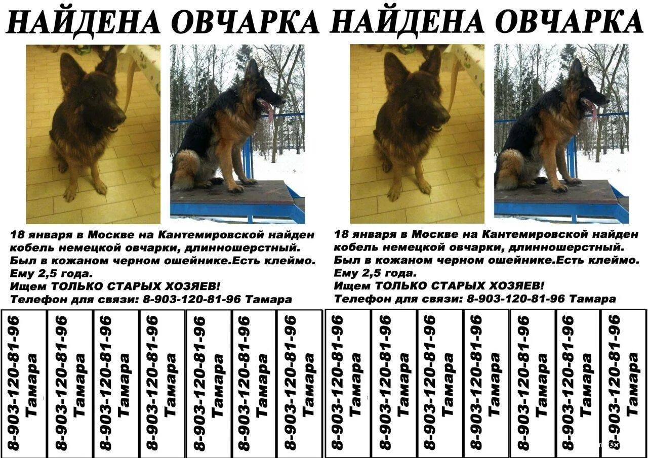 Pin on Puppies n Dogs