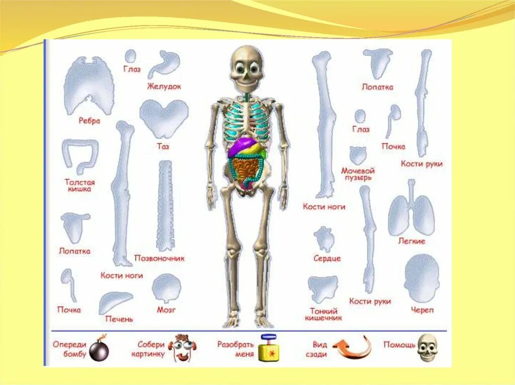 Кости человека 4 класс окружающий мир. Строение тела человека скелет для детей. Скелет человека анатомия для детей. Тело человека для презентации. Кости скелета человека 4 класс.