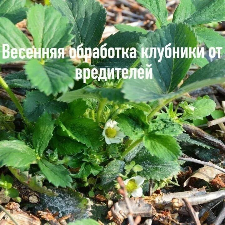 Обработка клубники весной от вредителей. Схема обработки клубники от вредителей. Таблица болезней клубники. Вредители клубники описание с фотографиями и способы. Средство от вредителей на клубнике.