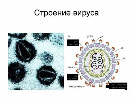 Вирусы открыл