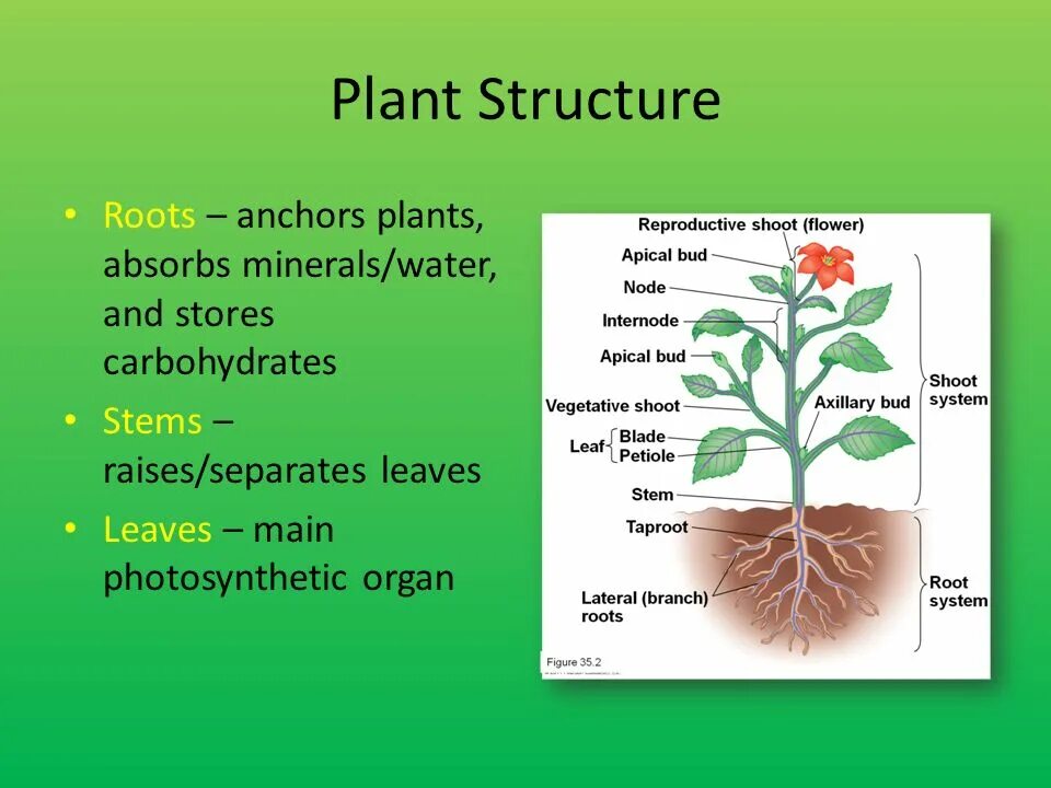 Plant structure. Kind of Plants презентация. Stem root and Leaf structure. Plant Phenotyping презентация. Planting the roots