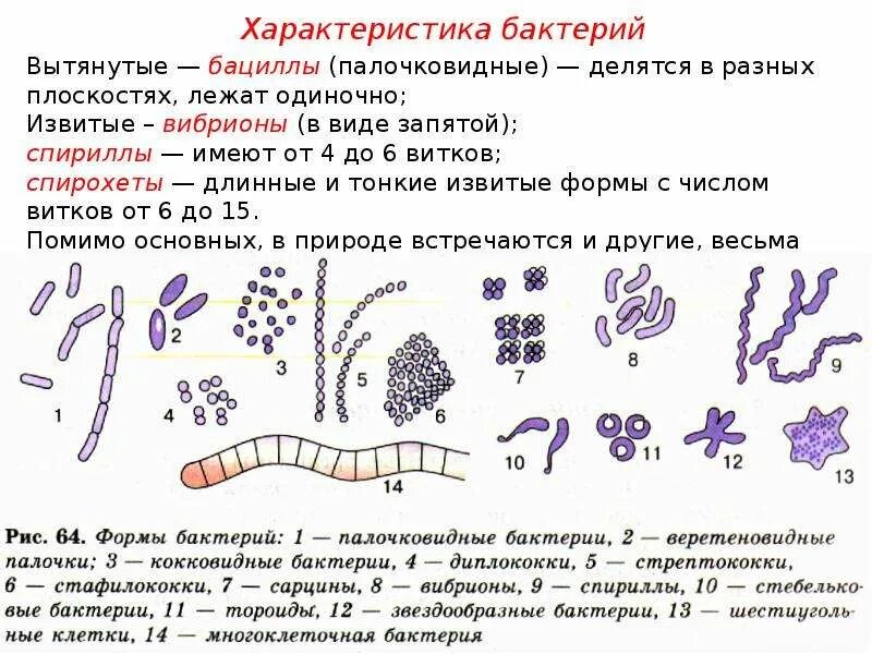 Общие свойства бактерий. Характеристика бактерий. Характеристикамбактерий. Свойства микроорганизмов. Охарактеризуйте бактерии.