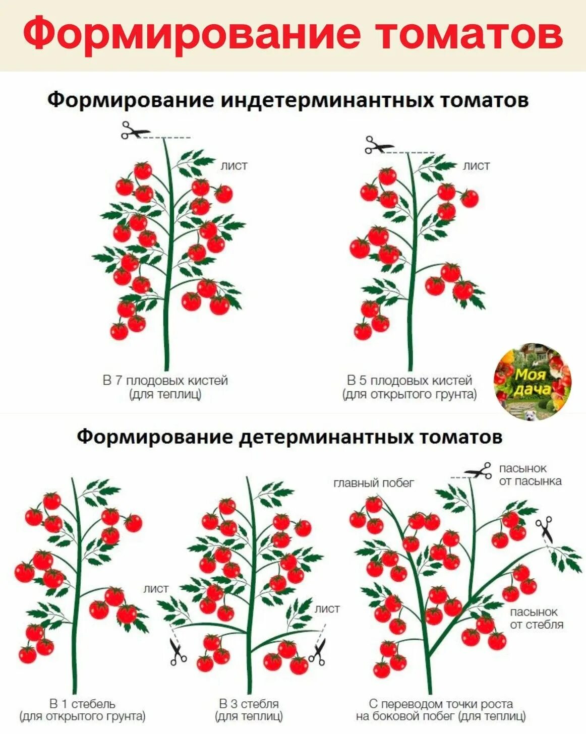 Индетерминантный сорт что это значит. Пасынкование индетерминантных томатов. индетерминантные томаты черри. схема формирования детерминантных томатов. детерминантный сорт томатов формирование.