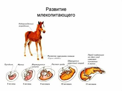 Класс млекопитающие развитие зародыша