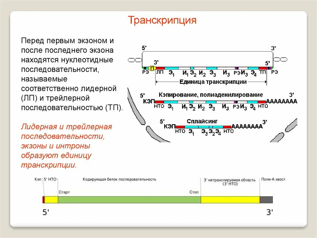 Транскрипция у эукариот последовательность. Лидерная и трейлерная последовательности. транскрипция экзоны и интроны. единица транскрипции у эукариот. экзоны задачи.