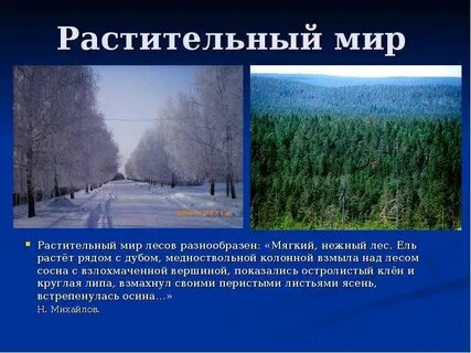 Широколиственные леса температура зимой