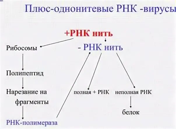 Плюс нить РНК вирусов. Плюс и минус РНК вирусы. Плюс нить РНК вирусов выполняет функции. Плюс и минус нить РНК.