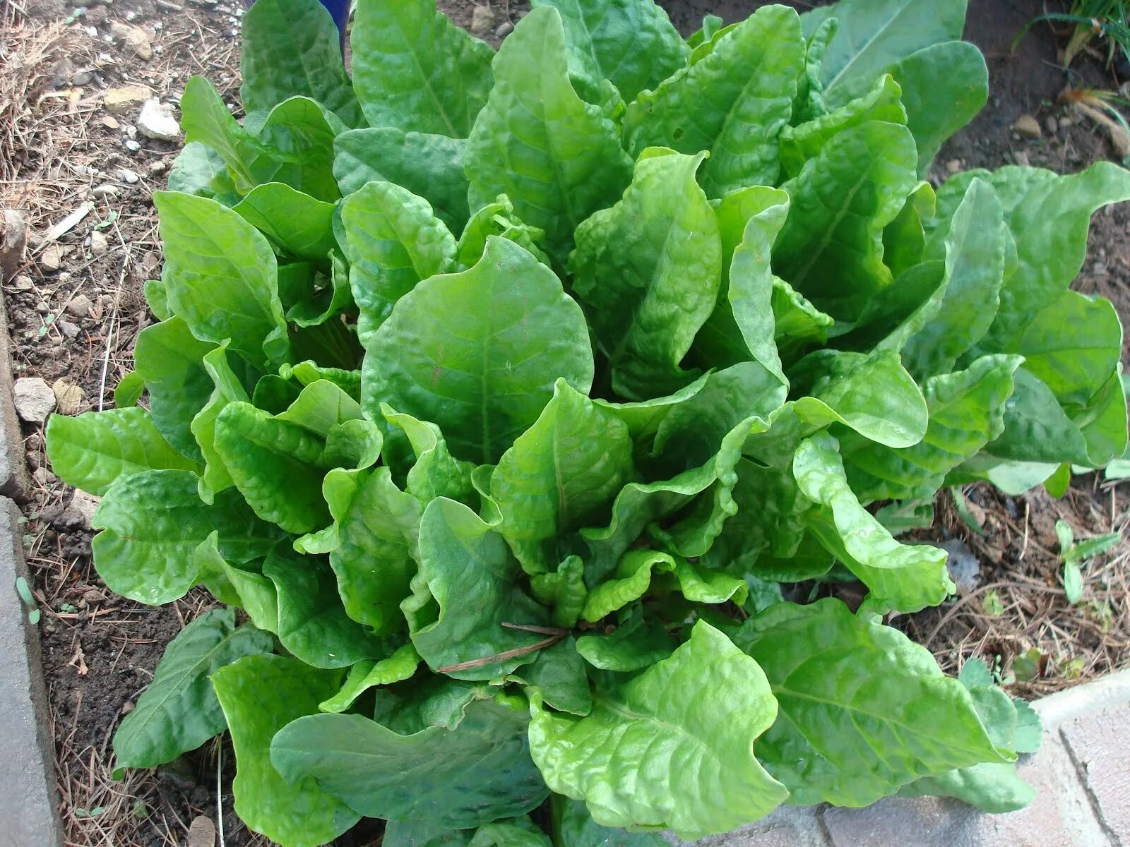 Как выглядит щавель форма половых. Щавель (rumex). щавель обыкновенный rumex acetosa. щавель шпинатный дикий. щавель луговой.
