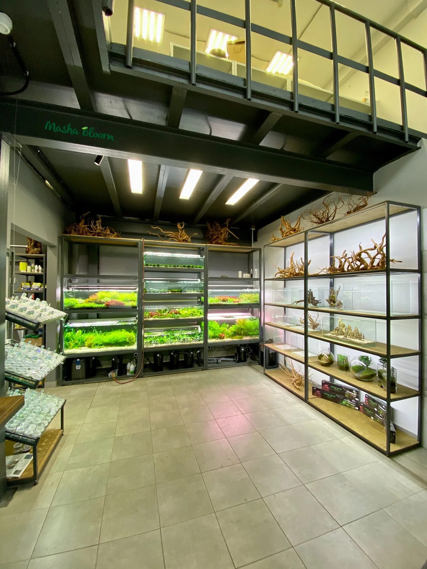 аквариумная студия маши блюм. аквариумная студия маши блюм. маша блюм аквариумные растения магазин. аквариумная студия маши блюм москва. аквариумная студия маши блюм москва.
